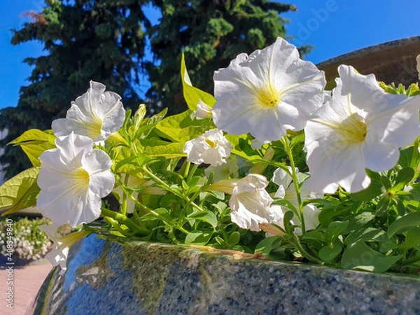 Fototapeta Petunia on the background of the sun