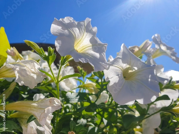 Fototapeta Petunia on the background of the sun