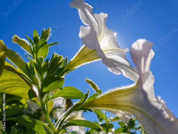 Fototapeta Petunia on the background of the sun