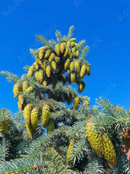Fototapeta Picea pungens. Yaroslavl. Sunny summer morning in Demidovsky Square. Young branches of spruce.