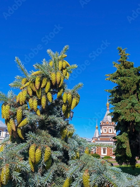 Fototapeta Picea pungens. Yaroslavl. Sunny summer morning in Demidovsky Square. Young branches of spruce.