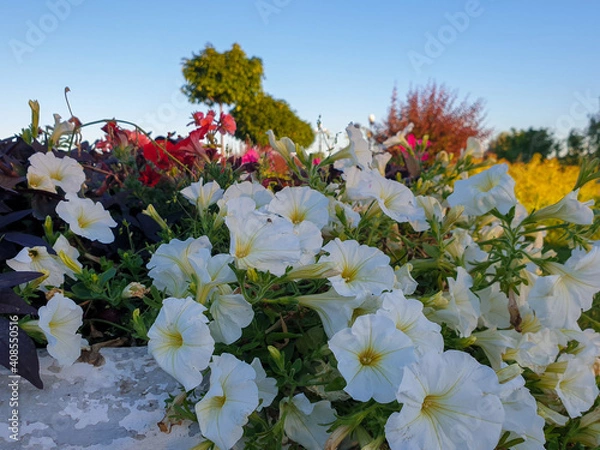 Fototapeta Petunia on the background of the fountain jets