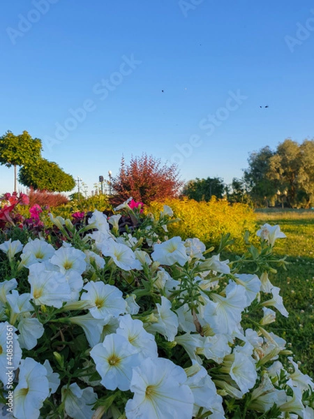 Fototapeta Petunia on the background of the fountain jets