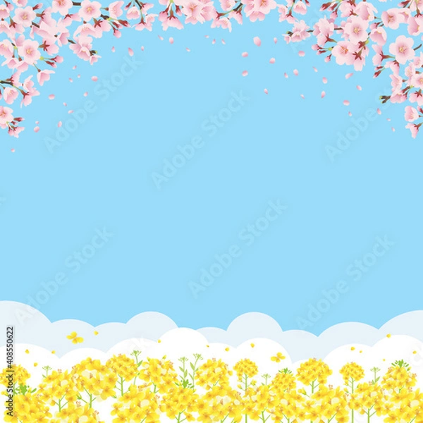 Fototapeta 桜と菜の花畑 青空バックの背景イラスト（正方形）