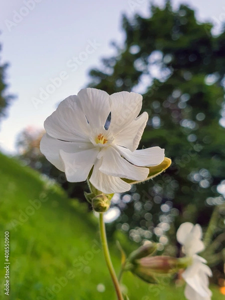 Fototapeta Silene latifolia; melandrium album in the Park on Strelka in Yaroslavl. Close-up.