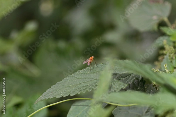 Fototapeta Schnepfenfliege