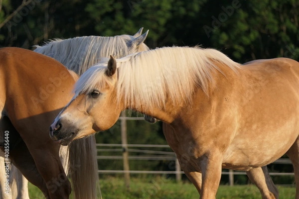 Fototapeta Magnificent Haflinger horse, also known as the Avelignese, gently shone by sunlight, tilts head and bright mane forward