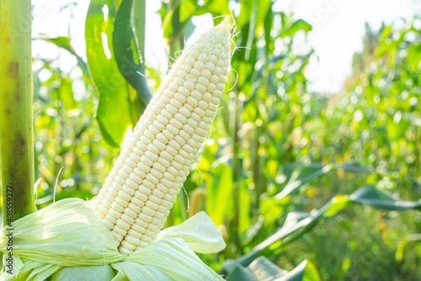 Obraz Fresh white corn pods organic on tree are in garden. Concept of agronomy for consumption and raising animals.copy space