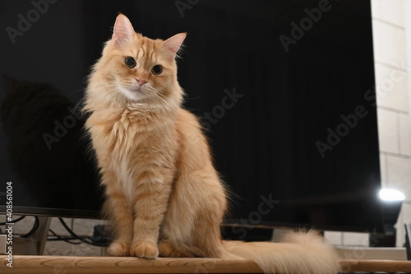 Obraz テレビの前に居座る猫（マンチカン）