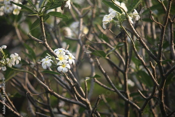 Obraz white flowers on a branch