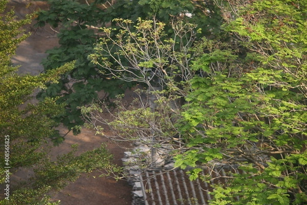 Obraz green moss on a stone wall