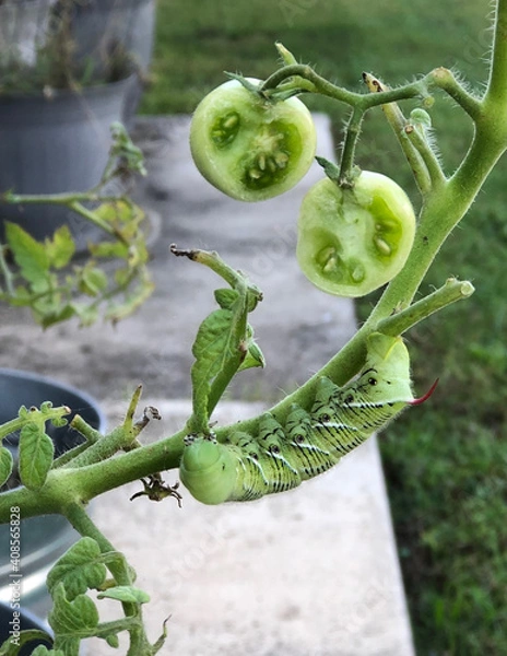Obraz Caterpillar Eating Tomatoes