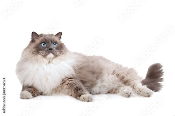 Obraz Ragdoll cat