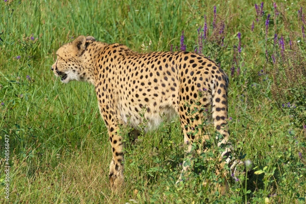 Fototapeta African cheetah creeps through tall grass, picture from his perspective and point of view