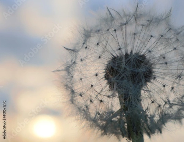 Fototapeta pusteblume nah