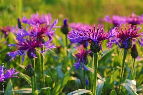 Fototapeta Distel lila