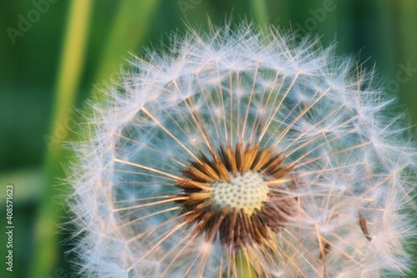Fototapeta Pusteblume makro