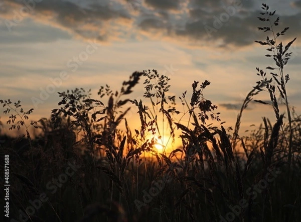 Fototapeta Gräser im Abendlicht