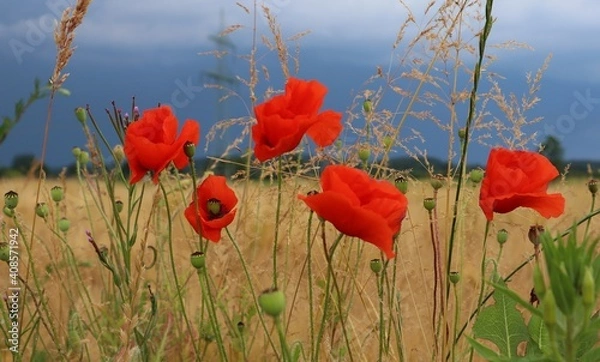 Fototapeta Mohnblumen am Feld