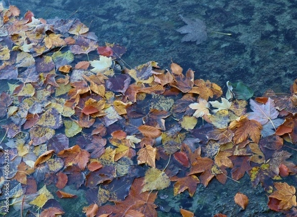 Fototapeta Herbstblätter im Wasser