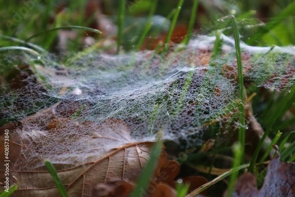 Fototapeta Spinnennetz im Gras