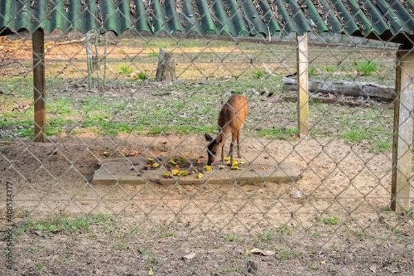 Obraz bird in the field