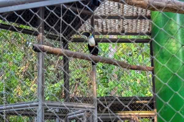 Obraz bird on a fence