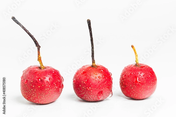 Fototapeta hawthorn (2)