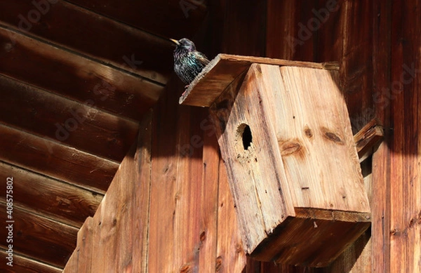 Fototapeta Star, Vogel auf dem Vogelhaus