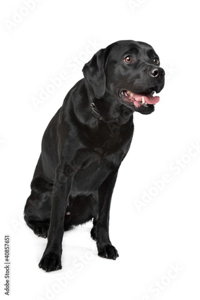 Fototapeta Black Labrador