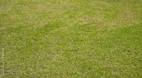 Fototapeta Green grass background
