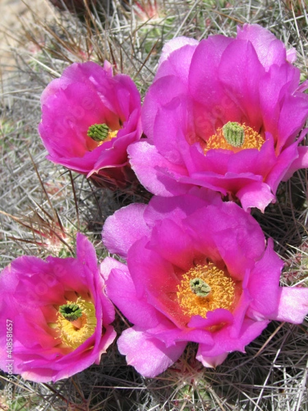 Obraz crocuses in the garden