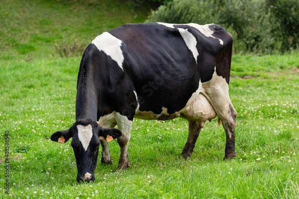 Obraz Black and white spotted dairy cow grazing in a meadow