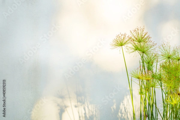 Fototapeta Nature background, Papyrus or Paper reed tree in Sunlight on Blur White Wall background