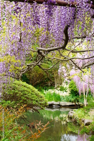 Obraz 藤（子安地蔵寺　和歌山県　橋本市）