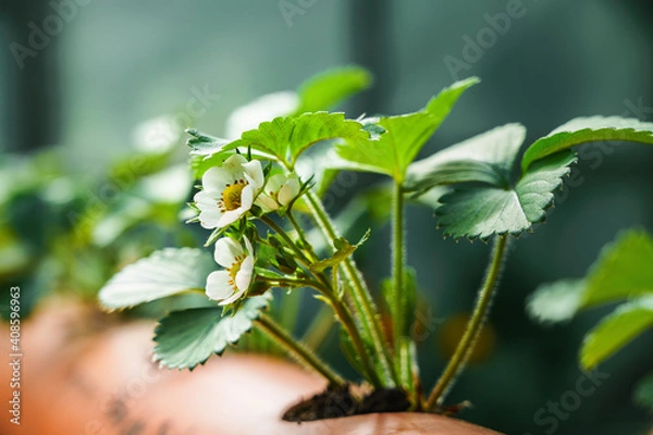 Fototapeta Hydroponics row in plantation. The hydroponics strawberry . Farm, technology concept.