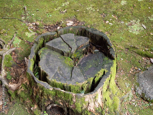 Obraz 苔むして朽ちかけている切り株