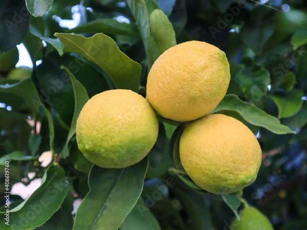 Fototapeta Ripe lemons hanging on a tree. Bunches of fresh yellow ripe lemons on lemon tree branches in a garden. Close up of Lemons hanging from a tree in a lemon grove.