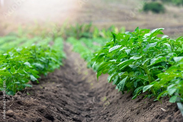 Fototapeta Rows of young of potato plants growing outside under sun.