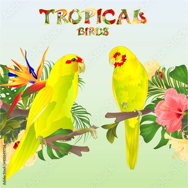 Obraz Tropical  seamless border  tropical birds parots yellow Indian Ringneck alexander and Strelitzia  and  pink and yellow hibiscus palm,philodendron and ficus watercolor vintage vector illustration
