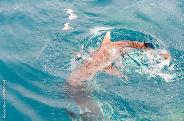 Fototapeta feeding sharks, reef sharks gather underwater for feeding in the Indian Ocean in the Maldives