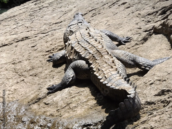 Obraz crocodile