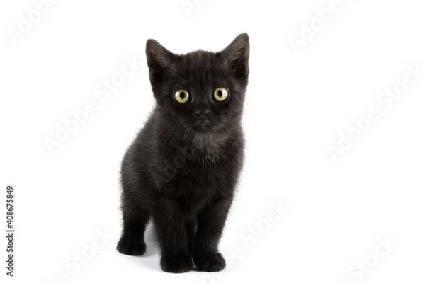 Fototapeta Small black British Shorthair kitten isolated on white background.