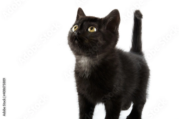 Fototapeta Small black British Shorthair kitten isolated on white background.
