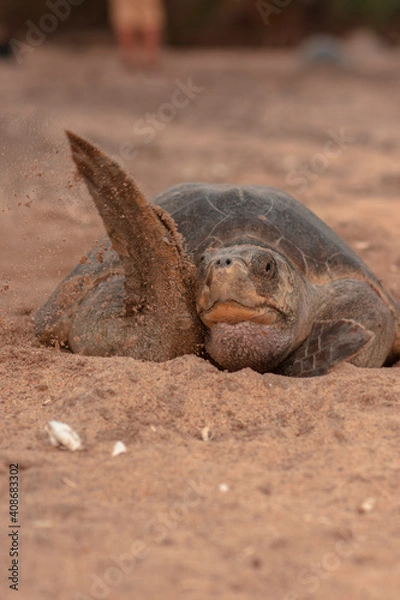 Obraz close up of a turtle