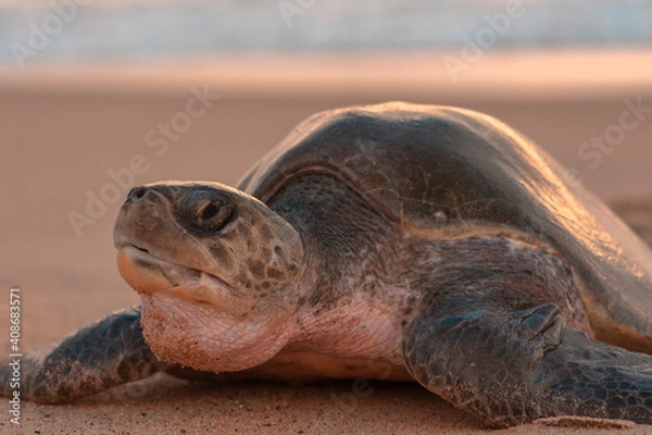Obraz turtle on the beach