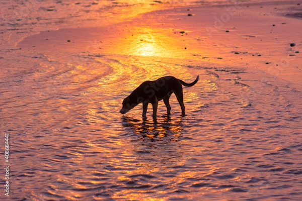 Obraz dog on the beach