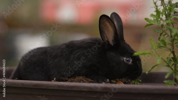 Obraz rabbit in the grass