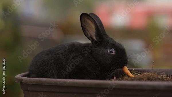 Obraz rabbit in the garden