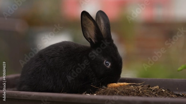 Obraz rabbit in the grass